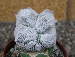 Asrophytum coahuilense Hakuran Snow quadricostatum pot 6,5 cm Roubovaný