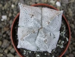 Asrophytum coahuilense Hakuran Snow quadricostatum pot 6,5 cm Roubovaný - 12407270