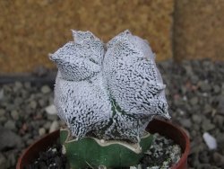 Asrophytum coahuilense Hakuran Snow quadricostatum pot 6,5 cm Roubovaný - 12407271