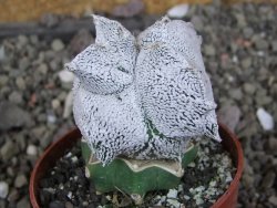 Asrophytum coahuilense Hakuran Snow quadricostatum pot 6,5 cm Roubovaný - 12407272