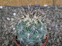 Coryphantha kracikii Diamante, Dur. pot 5,5 cm - 12407290