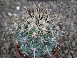 Coryphantha kracikii Diamante, Dur. pot 5,5 cm