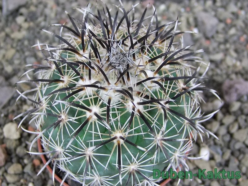 Coryphantha kracikii Diamante, Dur pot 7 cm