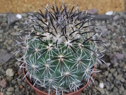 Coryphantha kracikii Diamante, Dur pot 7 cm - 12407307