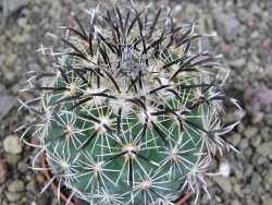 Coryphantha kracikii Diamante, Dur pot 7 cm
