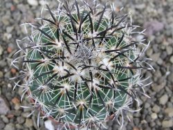 Coryphantha kracikii Diamante, Dur pot 7 cm - 12407310