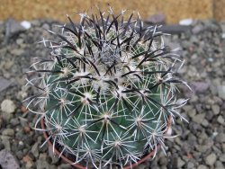 Coryphantha kracikii Diamante, Dur pot 7 cm - 12407311