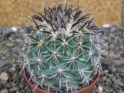 Coryphantha kracikii Diamante, Dur pot 7 cm - 12407312