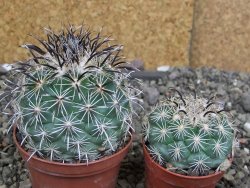 Coryphantha kracikii Diamante, Dur pot 7 cm - 12407313