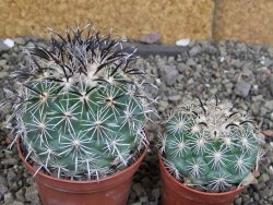Coryphantha kracikii Diamante, Dur pot 7 cm - 12407314