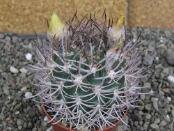 Pyrrhocactus bulbocalyx, pot 7 cm - 12407320