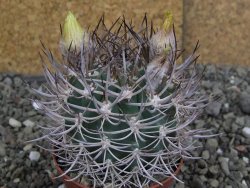 Pyrrhocactus bulbocalyx, pot 7 cm