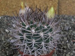 Pyrrhocactus bulbocalyx, pot 7 cm - 12407323