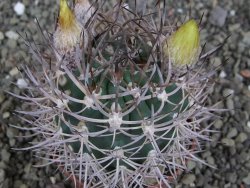 Pyrrhocactus bulbocalyx, pot 7 cm - 12407324