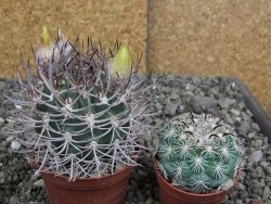 Pyrrhocactus bulbocalyx, pot 7 cm - 12407325