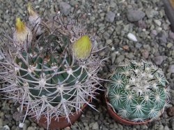 Pyrrhocactus bulbocalyx, pot 7 cm - 12407326