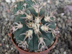 Gymnocalycium spegazzinii unguispinum SL 44b, pot 5,5 cm Roub.