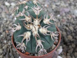 Gymnocalycium spegazzinii unguispinum SL 44b, pot 5,5 cm Roub. - 12407335