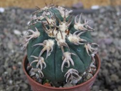 Gymnocalycium spegazzinii unguispinum SL 44b, pot 5,5 cm Roub. - 12407336