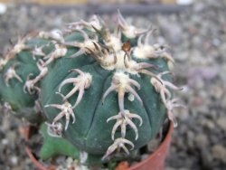 Gymnocalycium spegazzinii unguispinum SL 44b, pot 5,5 cm Roub. - 12407337