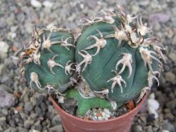 Gymnocalycium spegazzinii unguispinum SL 44b, pot 5,5 cm Roub. - 12407338