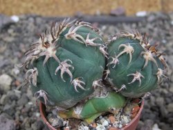 Gymnocalycium spegazzinii unguispinum SL 44b, pot 5,5 cm Roub. - 12407339
