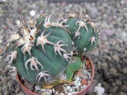 Gymnocalycium spegazzinii unguispinum SL 44b, pot 5,5 cm Roub. - 12407340
