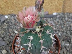 Gymnocalycium spegazzinii unguispinum SL 44b, pot 8,5 cm Roub. - 12407341