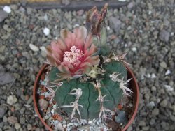 Gymnocalycium spegazzinii unguispinum SL 44b, pot 8,5 cm Roub. - 12407342