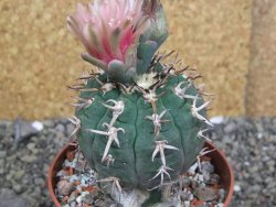 Gymnocalycium spegazzinii unguispinum SL 44b, pot 8,5 cm Roub.