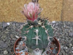 Gymnocalycium spegazzinii unguispinum SL 44b, pot 8,5 cm Roub. - 12407344