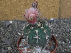 Gymnocalycium spegazzinii unguispinum SL 44b, pot 8,5 cm Roub. - 12407345
