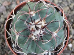 Echinocactus horizonthalonius KMR 21 Huizache 900m, pot 6,5 cm - 12407351