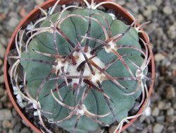 Echinocactus horizonthalonius KMR 21 Huizache 900m, pot 6,5 cm - 12407352