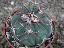 Echinocactus horizonthalonius KMR 21 Huizache 900m, pot 6,5 cm