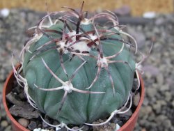 Echinocactus horizonthalonius KMR 21 Huizache 900m, pot 6,5 cm - 12407354