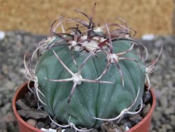 Echinocactus horizonthalonius KMR 21 Huizache 900m, pot 6,5 cm - 12407355