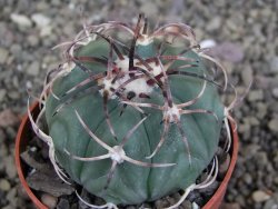 Echinocactus horizonthalonius KMR 21 Huizache 900m, pot 6,5 cm - 12407356