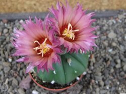 Astrophytum asterias nudum X red flower oibo akabana, pot 5,5 cm - 12407371