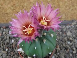 Astrophytum asterias nudum X red flower oibo akabana, pot 5,5 cm