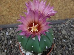 Astrophytum asterias nudum X red flower oibo akabana, pot 5,5 cm - 12407373