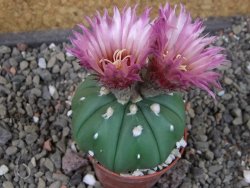 Astrophytum asterias nudum X red flower oibo akabana, pot 5,5 cm - 12407374