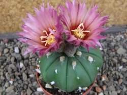 Astrophytum asterias nudum X red flower oibo akabana, pot 5,5 cm - 12407375