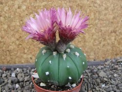 Astrophytum asterias nudum X red flower oibo akabana, pot 5,5 cm - 12407376