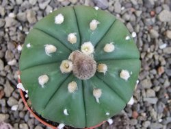 Astrophytum asterias nudum X red flower oibo akabana, pot 5,5 cm - 12407378