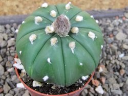 Astrophytum asterias nudum X red flower oibo akabana, pot 5,5 cm - 12407379