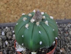 Astrophytum asterias nudum X red flower oibo akabana, pot 5,5 cm - 12407380