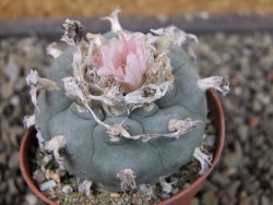 Lophophora williamsii pot 5,5 cm - 12407381
