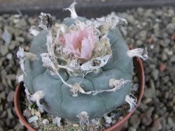 Lophophora williamsii pot 5,5 cm
