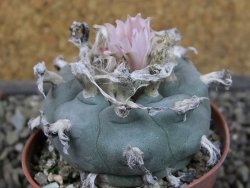 Lophophora williamsii pot 5,5 cm - 12407383